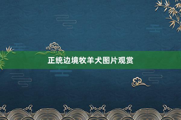 正统边境牧羊犬图片观赏